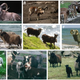 Image for article titled The 10 Most Surprising Origins of the Animals You Eat